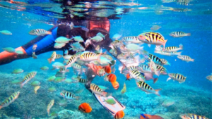 SHARE SNORKELING 4 SPOT 2-1600X900