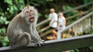 monkey-forest-ubud1-1600x900